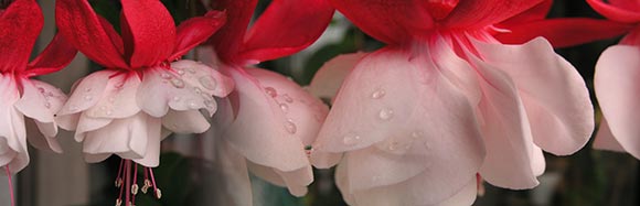 fuchsia-waterdrops.jpg