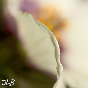garden-thistle-bloom.jpg