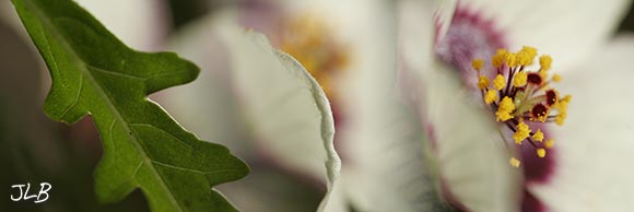 garden-thistle.jpg