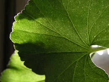 geranium-leaf-shadows.jpg