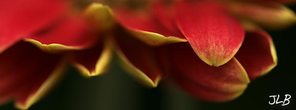 gerbera-daisy-edges.jpg
