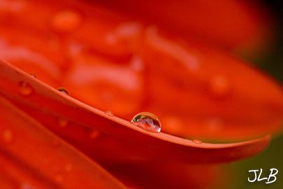 gerbera-daisy-raindrop.jpg