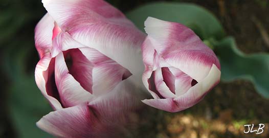 glow_within_tulip.jpg