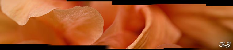 hibiscus-panoramic.jpg