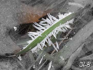 hoarfrost_grass_blade_ice.jpg