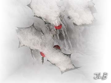 holly_berry_snow_dam_waterfall.jpg