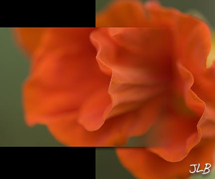 home-nastutium-bud.jpg