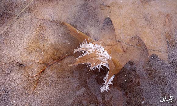 hosrfrost_on_leaf_tips_ALT.jpg