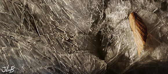 ice-and-leaf.jpg