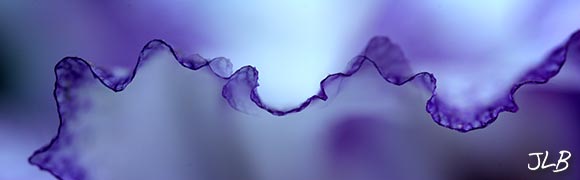iris-edges-looping.jpg