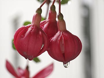 late-blooming-fuchsia.jpg