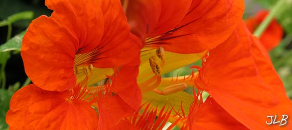 late-fall-nasturtium.jpg