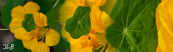 late-yellow-nasturtium-leaf.jpg