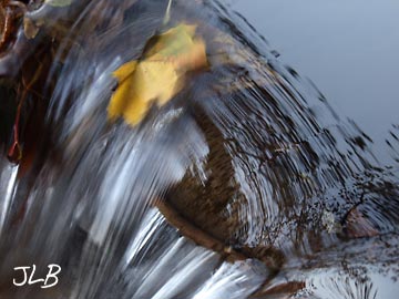 leaf-in-motion.jpg