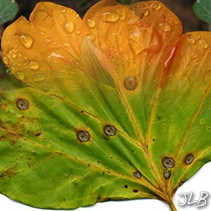 leaf-raindrop-bloom.jpg