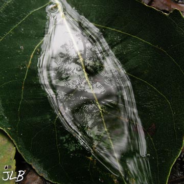 leaf-water-reflection.jpg