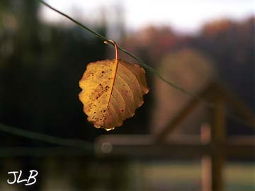 leaf_on_clothes_line.jpg