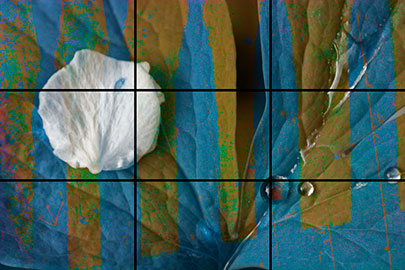 leave-blossom-hue-shift.jpg