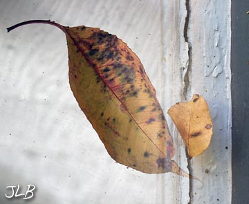 leaves-web-crack.jpg