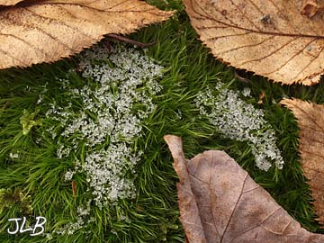 leaves_circle_ice_moss.jpg