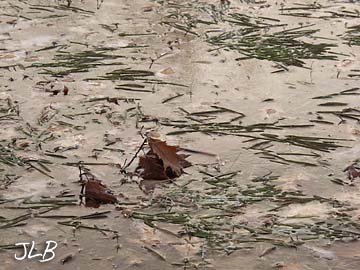 leaves_on_iced_grasses.jpg