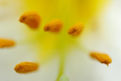 lily-stamen-tips.jpg