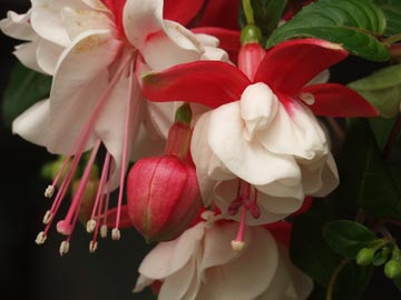 memory-fuschia.jpg