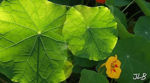 morning_shadows_nasturtium.jpg