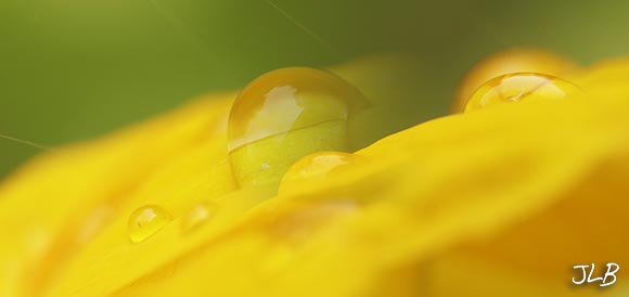 nasturtium-raindrops.jpg