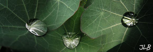 nasturtium-water-pools.jpg
