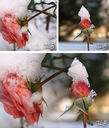 old_rose_young_bud_web_comp.jpg