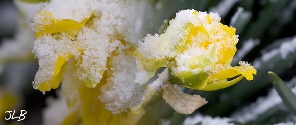 onion-snow-daffodils.jpg