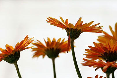 orange-Gerbera-fallen-petal.jpg