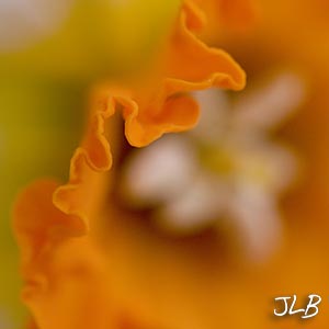 orange-daffodil-edges.jpg