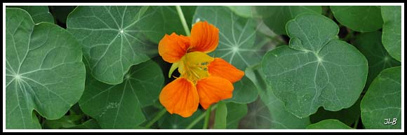 orange_nasturtium_cmp.jpg