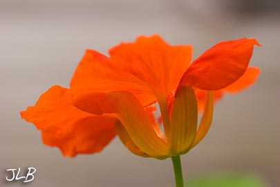 orange_nasturtium_profile.jpg