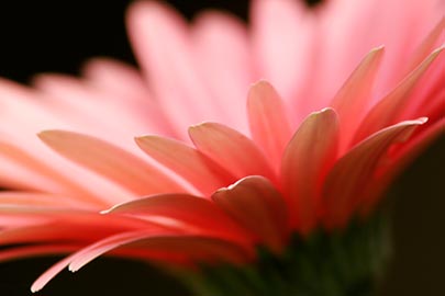 pink-gerbera-daisy-edges.jpg