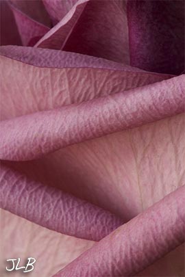 pink-rose-petal-curls.jpg