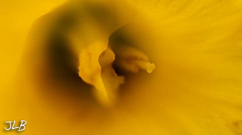 primordial-daffodil.jpg