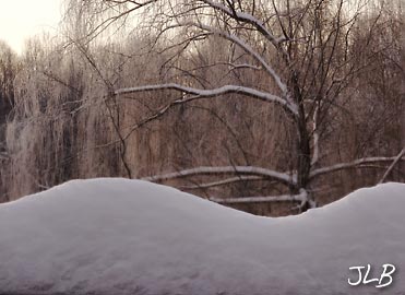 rail-snow-willow-tree.jpg