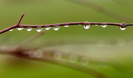 raindrop-lined-up.jpg
