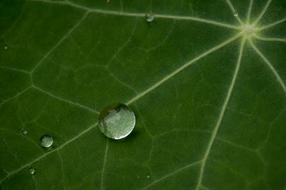 raindrop-nasturtium-leaf.jpg