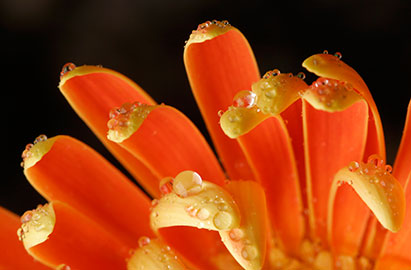 raindrops-orange-Gerbera.jpg