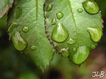 raindrops_on_serrated_edges.jpg