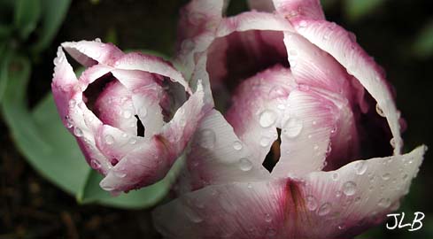 raindrops_on_tulip_duo.jpg