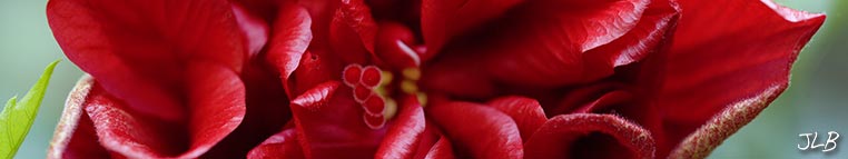 red-hibiscus-panoramic.jpg