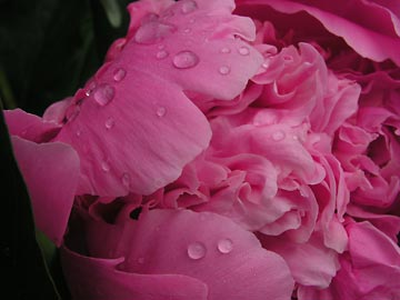 red-peony-landscape.jpg