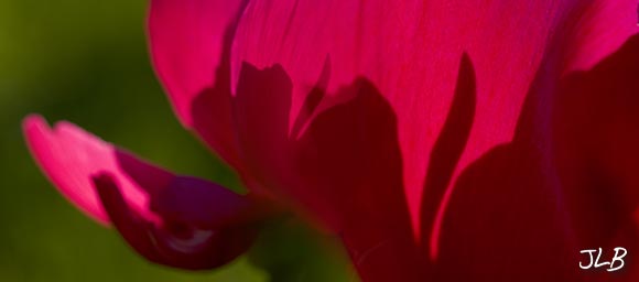 red-peony-shadows.jpg