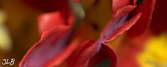 red-tulip-purple-chasm.jpg