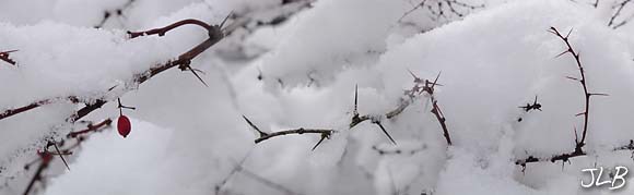 red_berry_thorns_snow.jpg